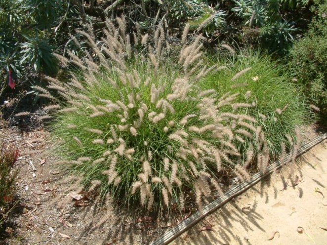 Plant photo of: Pennisetum orientale
