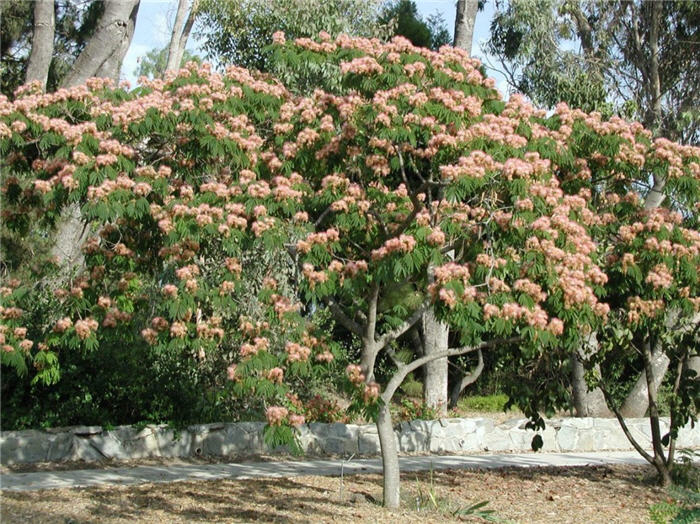 mimosa albizia julibrissin