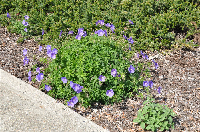 Plant photo of: Geranium 'Johnson's Blue'