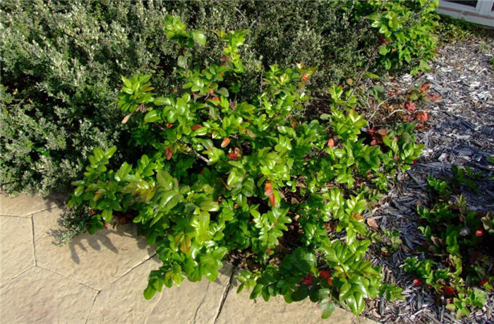 Plant photo of: Berberis aquifolium