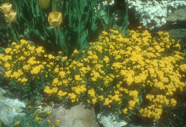 Plant photo of: Aurinia saxatilis 'Compactum'