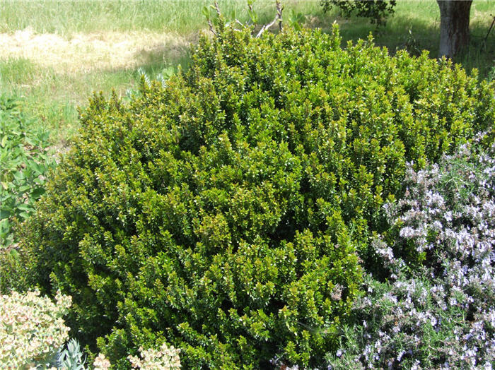 Plant photo of: Myrtus communis