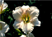 Lullaby Baby Daylily