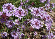 Cedros Island Verbena