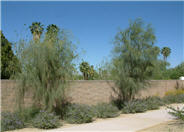 Acacia stenophylla