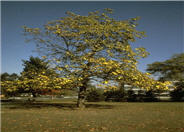 Catalpa speciosa