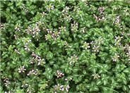 Dead Nettle, Spotted Nettle