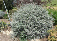 Azurea Bush Germander