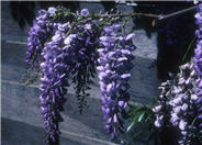 Wisteria sinensis 'Cooke's Special'