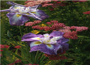 Iris ensata 'Marbled Lavender'