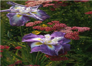 Japanese Iris