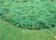 Juniperus sabina 'Scandia'