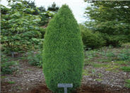 Juniperus communis 'Compressa''