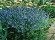 Lavandula angustifolia 'Lavender Lady'
