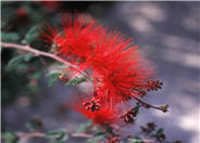 Calliandra californica