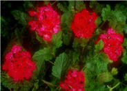 Brazilian Verbena