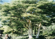 Black Tea Tree