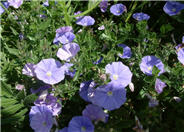 Convolvulus sabatius