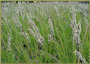 Autumn Moor Grass