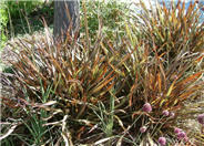 Phormium tenax 'Jack Spratt'