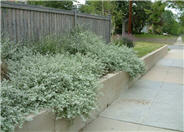 Helichrysum petiolare
