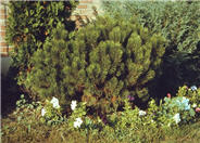 Pinus mugo