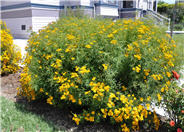 Perennial Marigold
