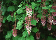 Southern Pink Flowering Currant