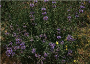Salvia clevelandii 'Aromas'