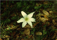 Zephyr Flower