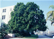 Afrocarpus gracilior