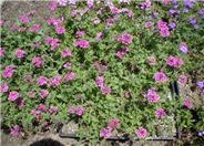 Verbena peruviana 'Temari Violet'