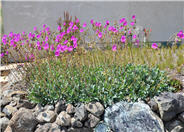 Rock Purslane