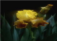 Bengal Tiger Bearded Iris