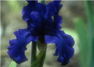 Dusky Challenger Bearded Iris