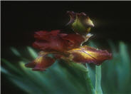 Paprika Fonos Bearded Iris