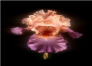 Sweet Musette Bearded Iris