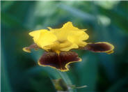 Whoop Em Up Bearded Iris