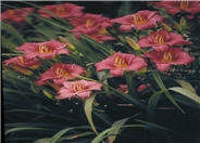 Hemerocallis 'Little Bobo'