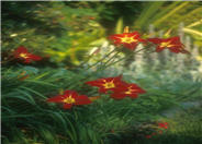 Rojo Alto Hybrid Daylily