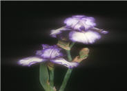 Hemstiched Bearded Iris