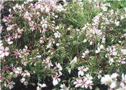 Apple Blossom Moss Phlox