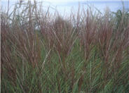 Eulalia Grass, Silberspinne