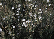Apache Plume