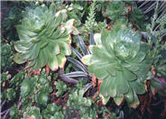 Aeonium species