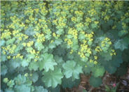 Lady's-Mantle