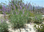 Tree Lupine