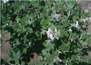 Chaparral Mallow