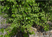 Prunus ilicifolia ilicfolia