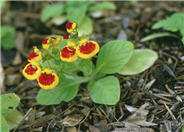 Slipper Flower, Pouch Flower